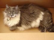 Allie in a cardboard box