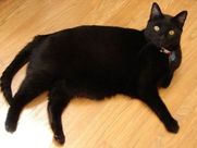 Merlin on the floor
